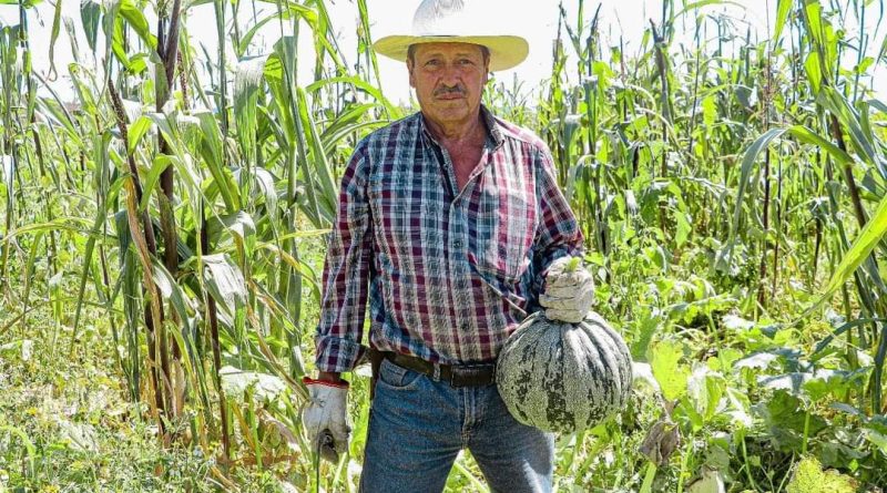 CALABAZAS DEL CAMPO DE AGUASCALIENTES PRESENTES EN LOS TRADICIONALES FESTEJOS DEL DÍA DE MUERTOS